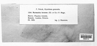 Drepanopeziza punctiformis image